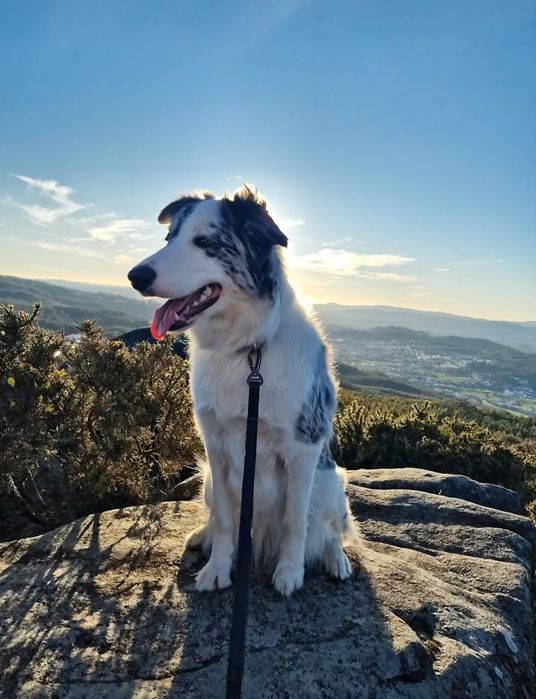 Petsitting & Pet Walking em Braga – com cuidado profissional e dedicação genuína
