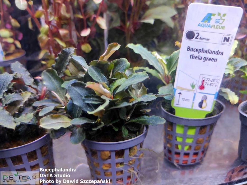 Bucephalandra (rarytas) koszyk