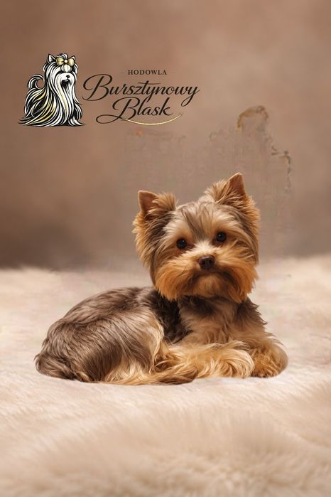 Piesek Choco Tan