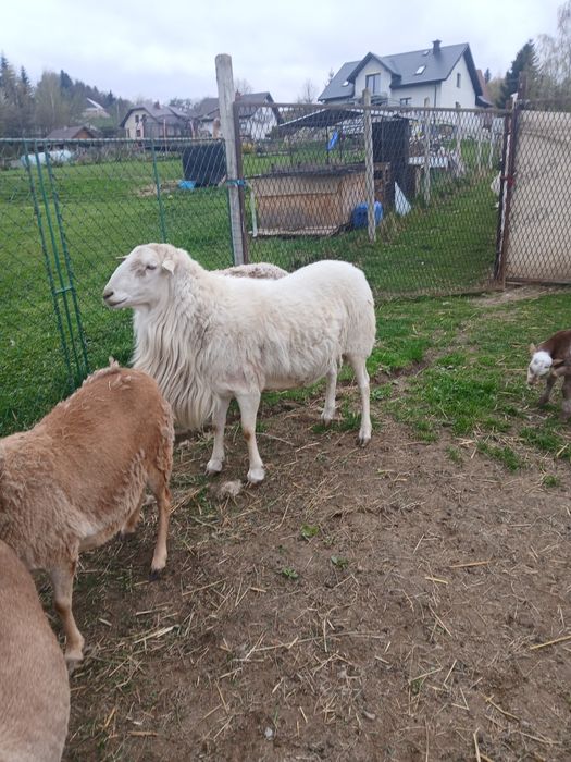 Do sprzedania baran i owca cena za barana