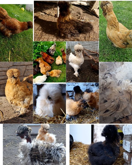 Jajka lęgowe silka jedwabista/satynowa/lokowana/wysyłka