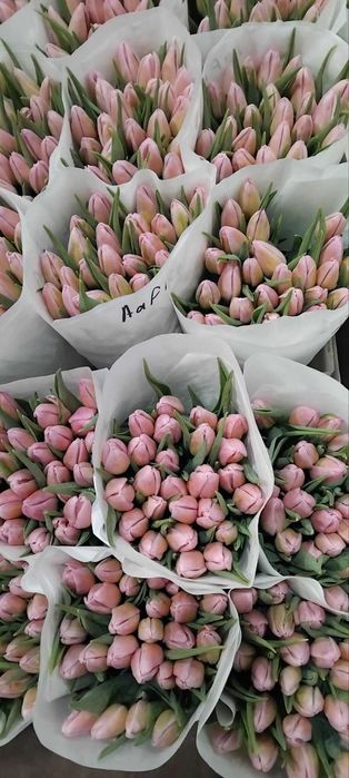 Продам тюльпан оптом від виробника.