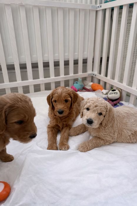 Голдендудль ( лабрадудль)