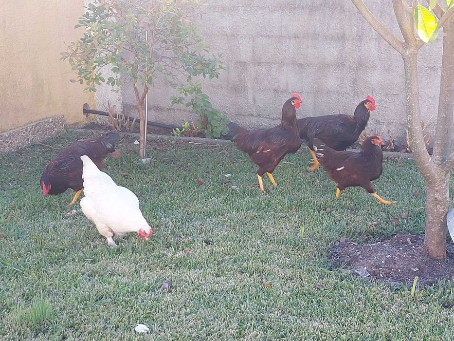 Vendo galinha maline branca