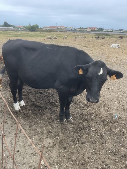 Vendo 4 vitelões cruzados