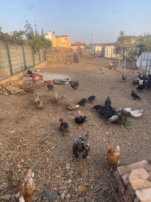 Patos, galos e galinhas