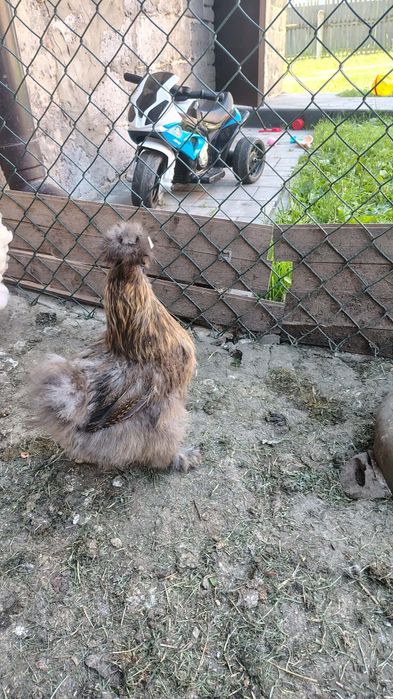 Silki silka sprzedam dwie kurki