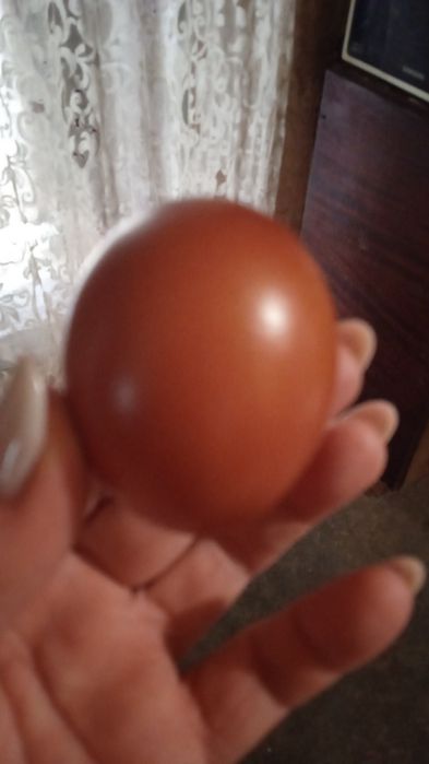 D S 109 яйцо для инкубации