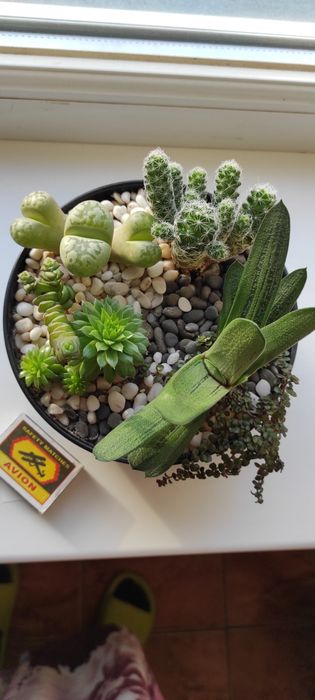 Композиция сукулентов