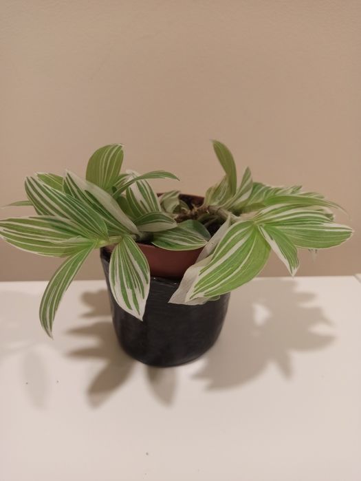 Roślina doniczkowa Trzykrotka zielono-biała, piękna