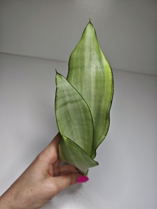 Sansevieria Moonshine variegata