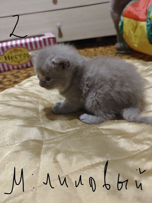 Британские и Шотландские котята