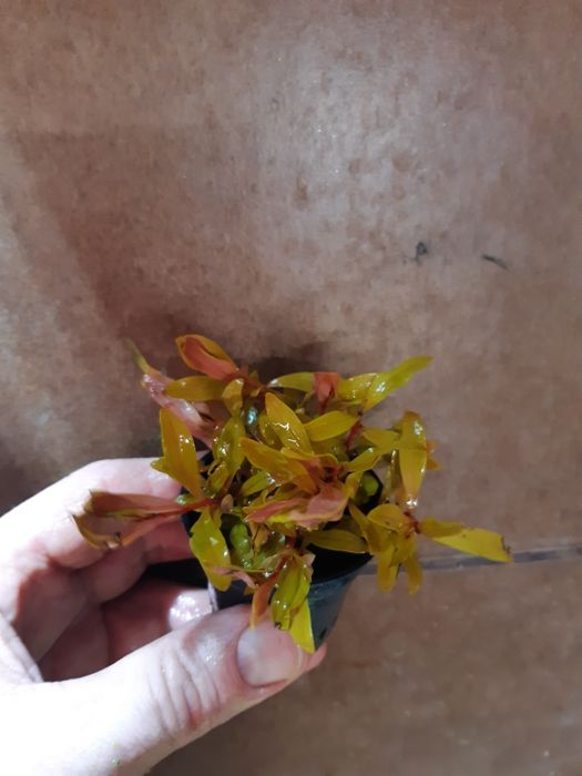 Nessaea Gold Rarytas - Koszyk