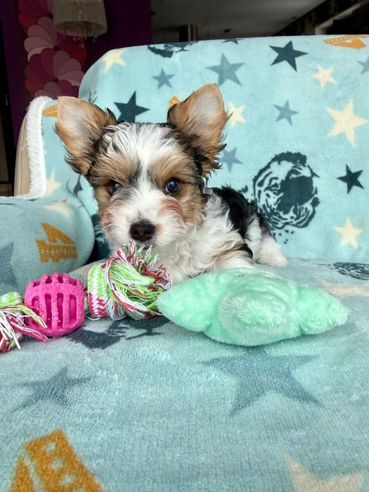 RIO York Biewer do odbioru, rodowód szczepienia