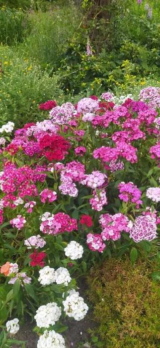 Goździk brodaty. 50 sztuk sadzonek