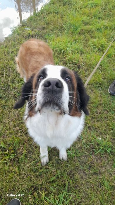 Отдам собак в хорошие руки