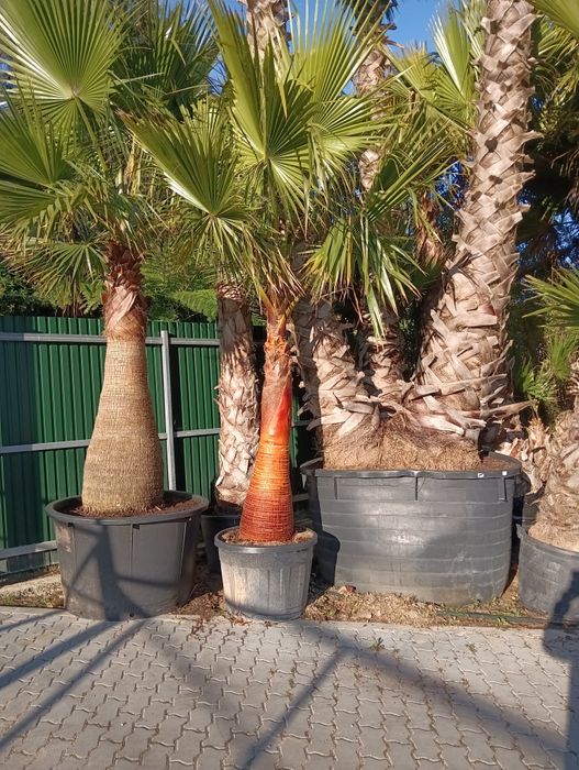 Palmeiras, tropical para jardim