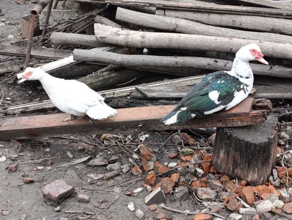 Качки шипуни на розведення.