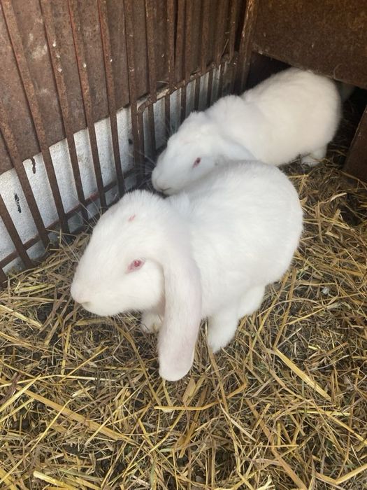 króliki baran francuski