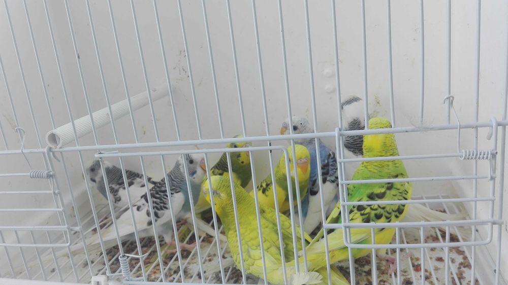 Piriquitos alecrin bonitos