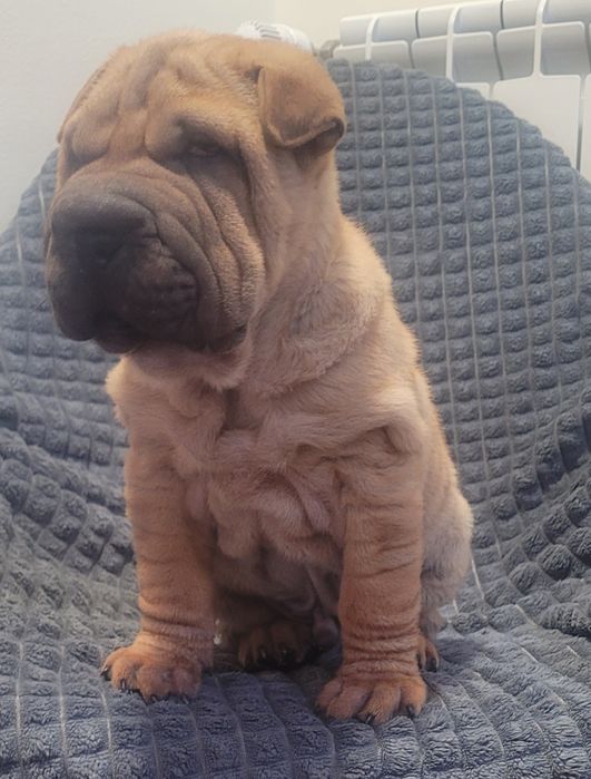 Sharpei macho 2 meses
