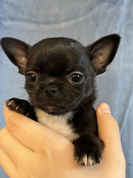 Chihuahua krotkowlosa dziewczynka