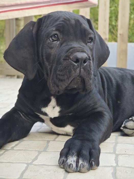 Cane corso italiano - Cachorro preto