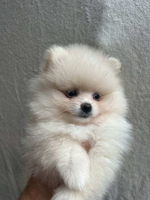 KOKOS szpic miniaturowy pomeranian samiec