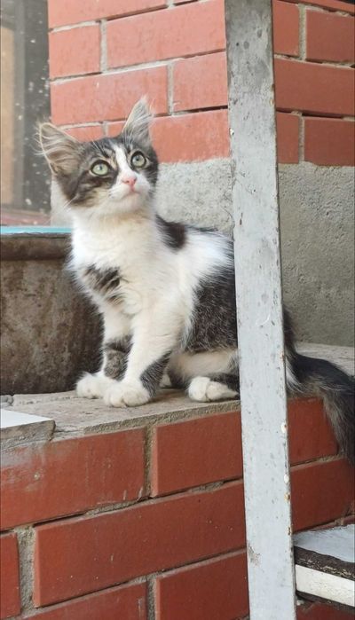 Котята в ответственные, добрые, любящие руки.