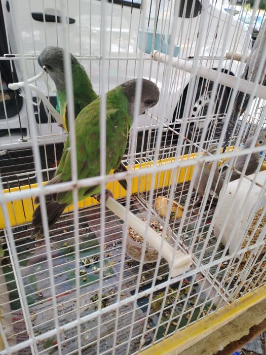 Papagaio do senegal