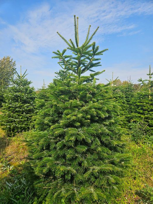 Świeża Jodła Kaukaska 250 cm