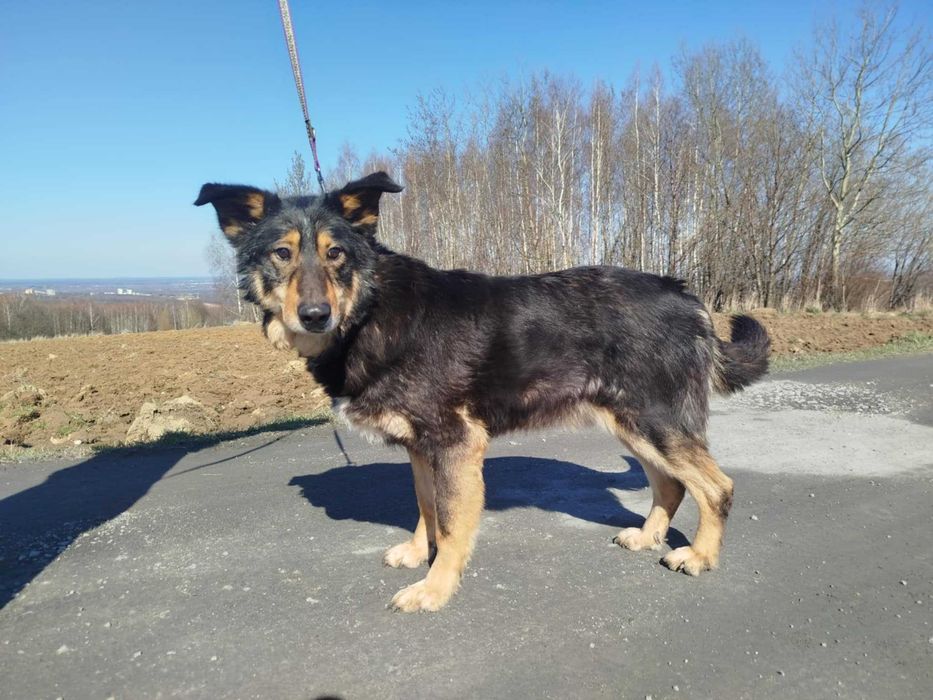 Artur - starszy piesek szuka domu