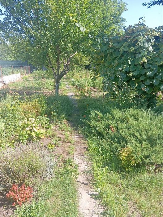 Продам дачний будинок масив Дружба