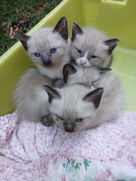 Dou 1 gatinho e 3 gatinhas siameses com 1 mês e meio