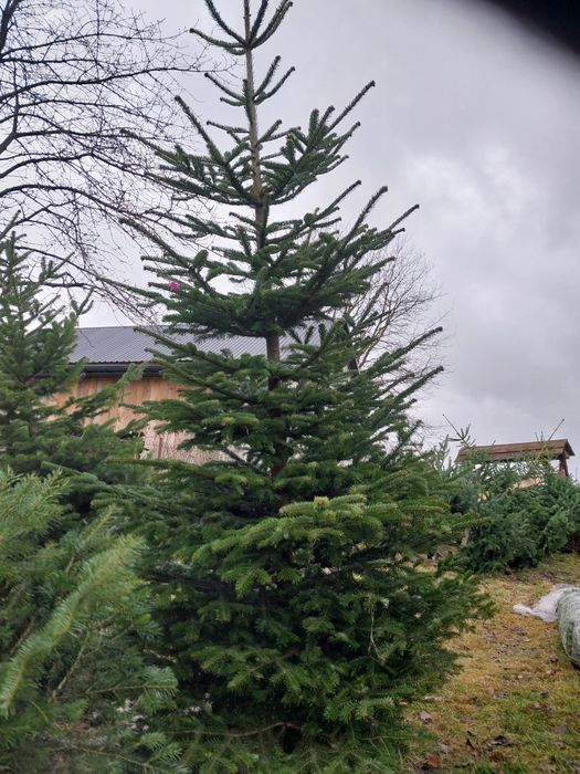 Choinki jodła kaukaska, świerk srebrny.