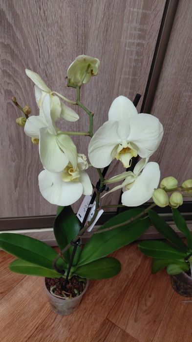 Продам орхидею -фаленопсис