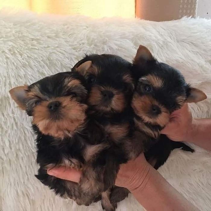 Вухастики йорки