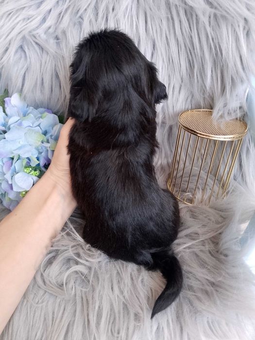 Piękny czarny piesek rasy Shih-Tzu