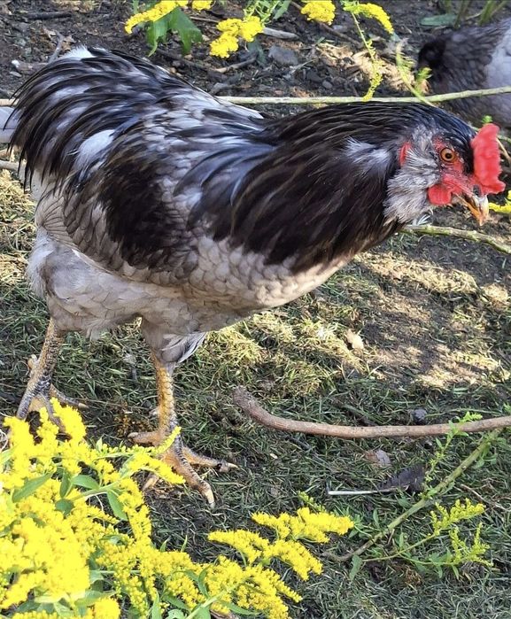 Koguty mix z wiosny 2026 (Araucana x Dominant Blue)