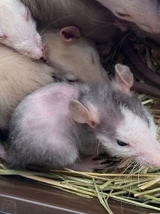 Пацюки декоративні