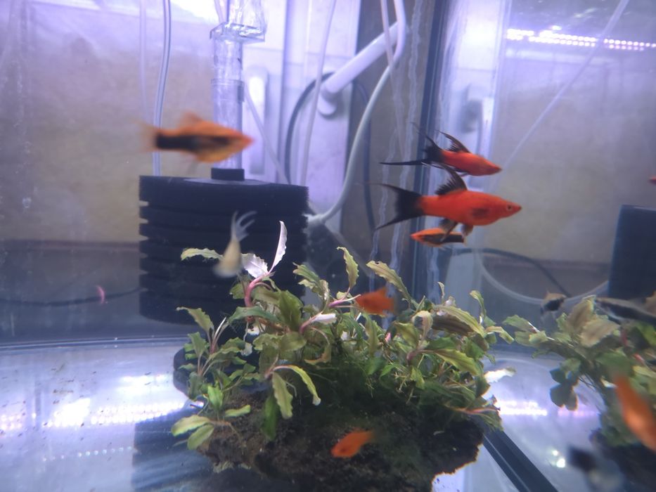 Mieczyki liry długopłetwe