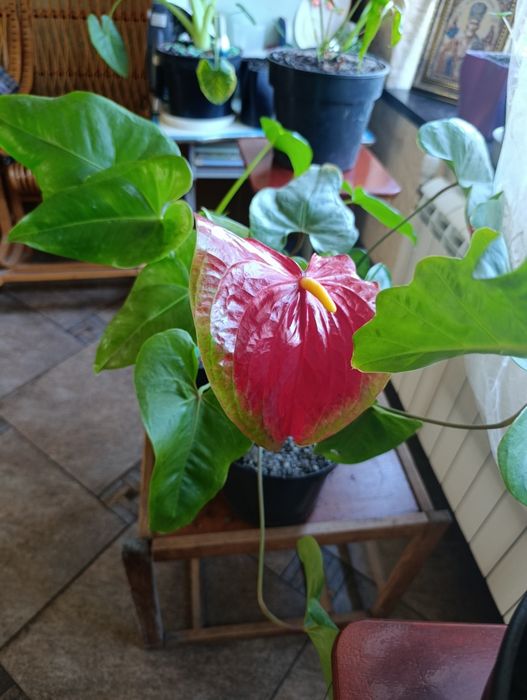 Антуриум красный