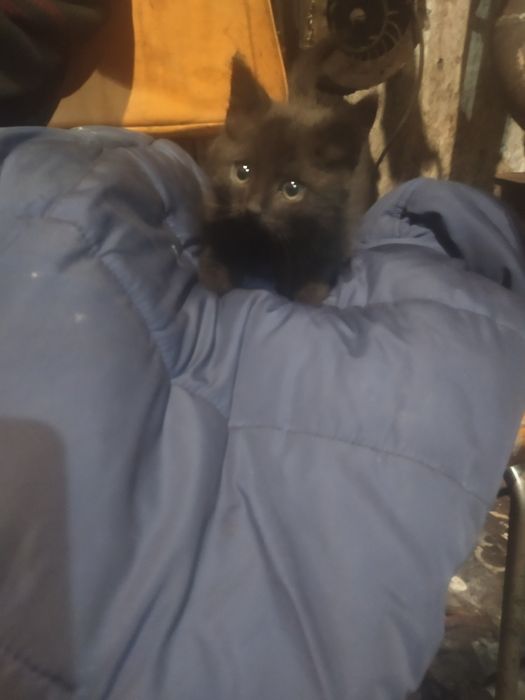 Котята ищут хозяев