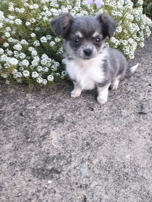 Śliczny liliowy piesek chihuahua
