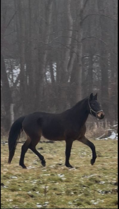 Sprzedam klacz śląską