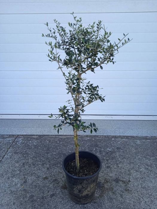 Vendo oliveiras bonitas para jardim ou em vaso grande