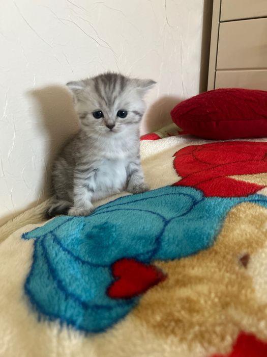 Шотландські кошенята