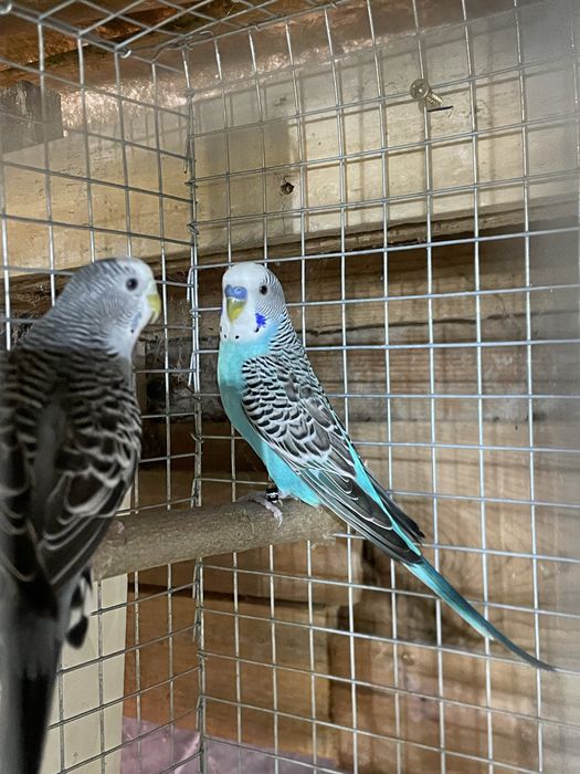 Casal de piriquitos