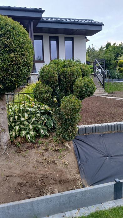 Bukszpan duży 70x100