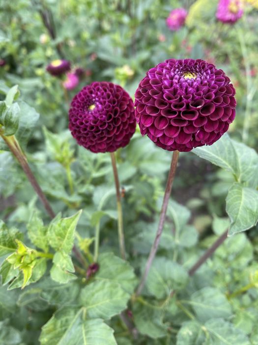 Жоржини помпонні Cherish, Tam Tam, Cornel Bronze, Rocco